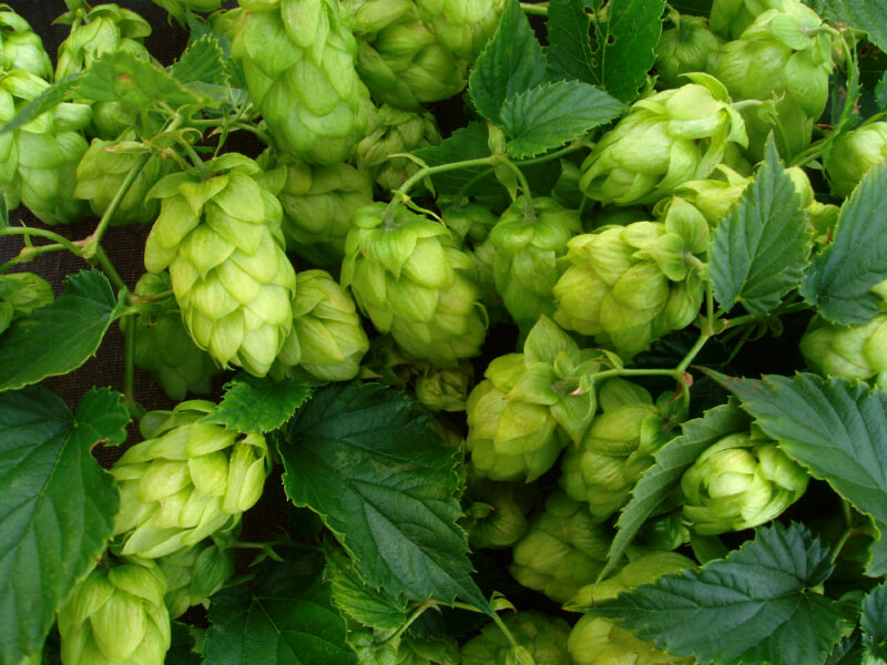 Hopfenblättern gegen Karies