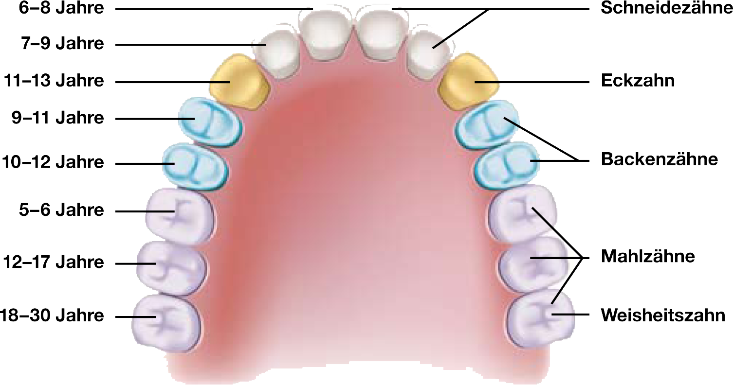 Erwachsenengebiss