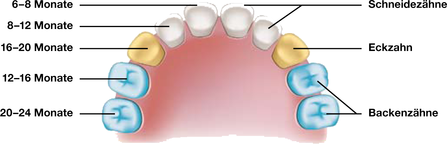Kindergebiss Milchzaehne